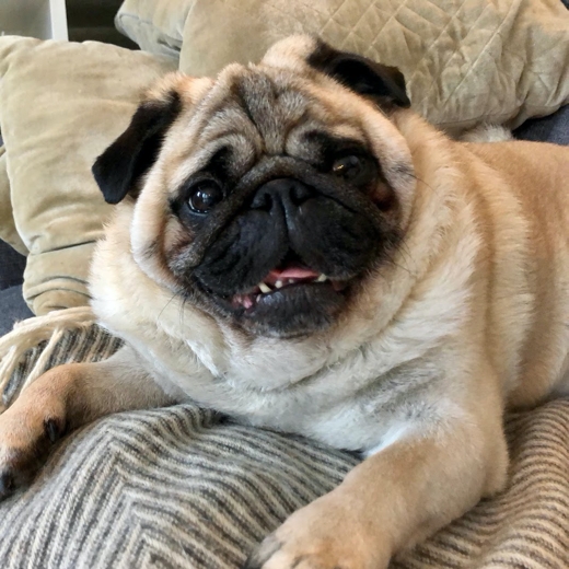 Cute pug on couch